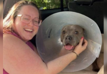 Vet Performs Life-Saving Surgery After Pit Bull Swallows Drone