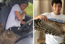 Vlogger Has The Best Reaction When An Injured Eagle Flies Into His Car