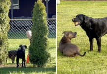Woman Catches Her Dog And Neighbor Playing Wholesome Game Of Fetch