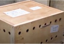 Wooden Box Sat At Airport For Week, They Pry It Open And Unveil Something ‘Wicked’