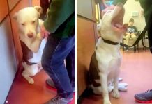 ‘Heartbroken’ Dog Doesn’t Understand Why His Family Is Leaving Him At The Shelter