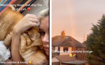 Dog Mom Details Her Dog’s Eventful Last Day Alive In Achingly Emotional Video