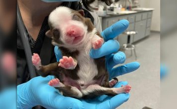 Puppy With 6 Legs And Extra Organs Is Thriving Despite All Odds
