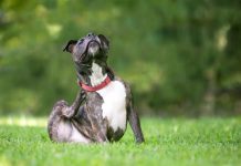 19 Pit Bull Owners Share Best Shampoos for Itchy & Sensitive Skin