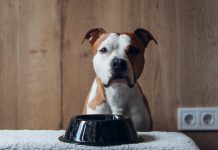 20 Food Recommendations for Pit Bulls with Sensitive Stomachs