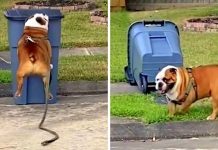 Bulldog Is Obsessed With Running Up And Knocking Over Every Trashcan He Sees