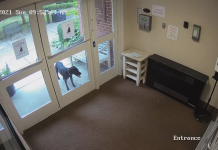Dog Sprints Two Miles To Search For Vacationing Mom At Her Job