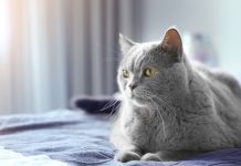 Double Trouble for Obese Cats with Arthritis