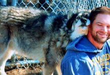 Veteran With PTSD Wanted To Give Up, Then A Wolf Walked Up And Gave Him A Hug