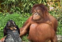 1-Minute Animal Compilation of ‘Unlikely’ Friends Coming Together, Humans Should Take Notes