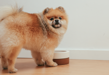 10 Best Fresh Dog Food Brands in 2022