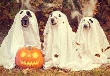 10 Tips To Throw A Dog Halloween Party That’s All Treat & No Trick!