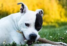 20 Food Recommendations for American Staffordshire Terriers with Sensitive Stomachs