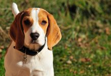 20 Food Recommendations for Beagles with Sensitive Stomachs