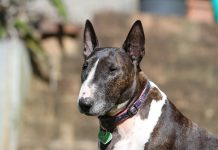 20 Food Recommendations for Bull Terriers with Sensitive Stomachs