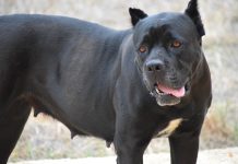 20 Food Recommendations for Cane Corsos with Sensitive Stomachs