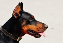 20 Food Recommendations for Doberman with Sensitive Stomachs
