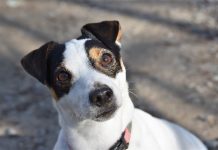 20 Food Recommendations for Jack Russells with Sensitive Stomachs
