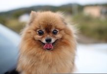20 Food Recommendations for Pomeranian with Sensitive Stomachs