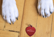 21 Best Dog ID Tags On The Market