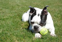 25 Food Recommendations for Boston Terriers with Sensitive Stomachs