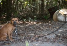275 Desperate Dogs Rescued From Largest SC Dogfighting Operation In History