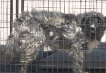 300 Injured, Emaciated Dogs Seized As Puppy Mill Operators Deny Wrongdoing
