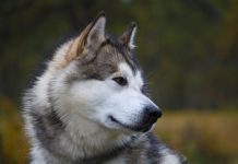 4 Best Supplements for Alaskan Malamute Puppies (+1 to Avoid)