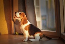 4 Best Supplements for Beagle Puppies (+1 to Avoid)