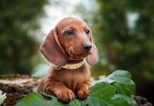 4 Best Supplements for Boxer Puppies (+1 to Avoid)