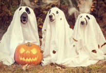 40 Best Dog Halloween Costumes In 2022