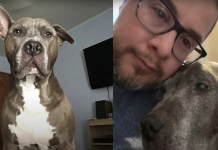 Abandoned Pit Bull Runs Toward Nervous Man, Changing His Life Forever
