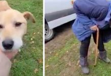 After Russians Shelled Her City, She Feared She’d Never See Her Dog Again
