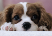 Best Supplements for Puppies – 2022