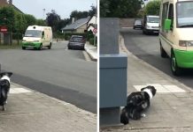 Border Collie Hears The Ice Cream Man And Gets In Position For Their Routine