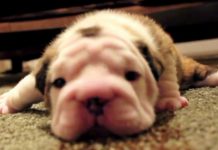 Bulldog Puppy Tries Walking For The First Time, Gets Frustrated And Whines