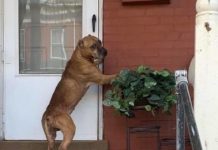 Confused Dog Refuses To Leave Porch After Family Moves Away