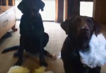 Dad Asks Which Dog Made The ‘Giant Mess’, Gets Hilarious ‘Straightforward’ Answer