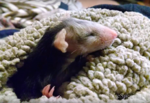 Dog Adopted Orphaned Opossum Years Ago And Still Carries Him Wherever She Goes