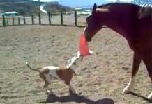 Dog Asks Horse To Play Tug-Of-War With Her, And The Sweet Horse Lets Her Win