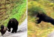 Dog Being Chased By Angry Bear Sees No Escape, Panicked Owners Freeze In Fear