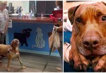 Dog Howls With Joy When He Finds Out He’s Been Adopted After 1250 Days In Shelter
