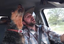 Dog Loves Country Music, But One Song Is Her Very Favorite