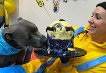 Dog Mom Goes All Out To Throw Her Pup A Minion-Themed Birthday Bash