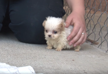 Dog Rescued From Puppy Mill Is Introduced To A ‘Friend’ To Signal New Beginning