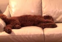 Dog Starts Having A Bad Dream, But His Sister Quickly Jumps In To Comfort Him