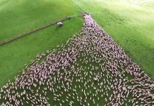 Dogs Get Hundreds Of Sheep To Funnel Through A Tiny Gate, And It’s Mesmerizing