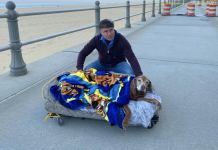 Family Creates Bed On Wheels For Elderly Dog’s Adventures