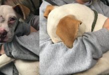 From Alone To Hugs And Kisses, Chowder Is A Happy Puppy