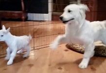 Golden Retriever Puppy Completely ‘Loses-It’ When He Meets A Baby Goat